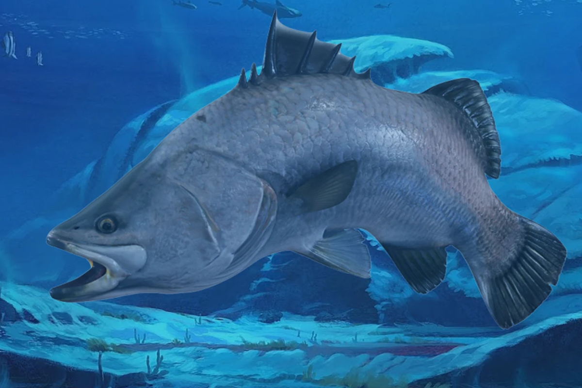 ஆணாகப் பிறந்து பெண்ணாக மாறும் அதிசய மீன்! அரிய தகவல் | Barramundi Fish Change Sex From Male To Female