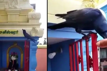 சனி பகவானின் அபிஷேக பாலை அர்ச்சகரிடம் வாங்கி குடிக்கும் காகம்! வியந்து போன மில்லியன் பார்வையாளர்கள்