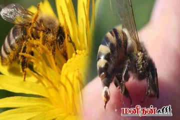 மனிதர்களை கொட்டிய பின்னர் உண்மையில் தேனீ இறக்குமா?