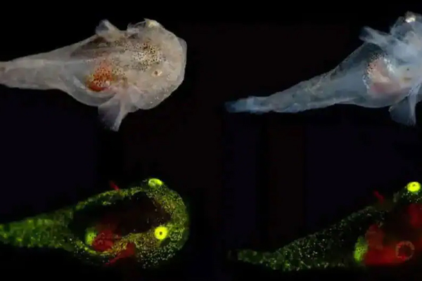 ஆராய்ச்சியாளர்களால் கண்டுபிடிக்கப்பட்ட புதிய வகை மீன் | New Species Of Fish Discovered By Researchers