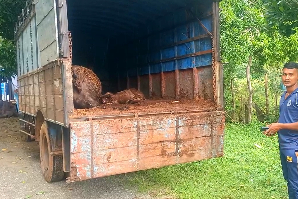 யாழ்ப்பாணத்தில் இருந்து சட்டவிரோதமாக மாடுகள் கொண்டுசென்ற மூவர் கைது! | Three Arrested With Illegally Transported Cows