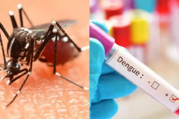 தீவிரமாய் பரவும் டெங்கு காய்ச்சல்; 391 பேர் பலி - பரிசோதனை மேற்கொள்ள அரசு வலியுறுத்தல்!