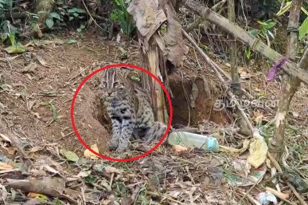 நாயொன்றை வேட்டையாட வந்து பொறியில் சிக்கிய சிறுத்தை | Leopard That Got Caught In A Trap