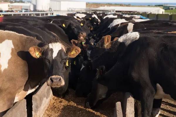 அனுமதியின்றி தடுத்து வைக்கப்பட்டிருந்த15 மாடுகள் கைப்பற்றல் | 15 Cows Detained Without Permission Seized