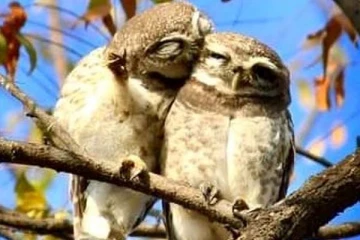 ஆந்தைகளின் லிப் லாக் முத்தம்: வைரலாகும் Pre Wedding போட்டோஷூட்...