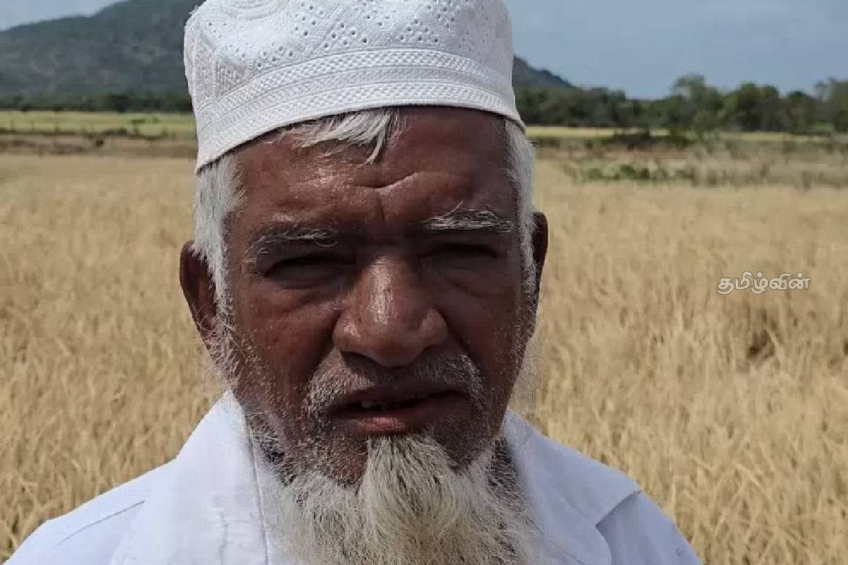 அறுவடைக்கு ஒரு மாதமே உள்ள நிலையில் நீர் இன்றி கருகிய 25 ஏக்கர் நெற்பயிர்கள் | 25 Acres Of Rice Crops Wither Amid Water Shortage