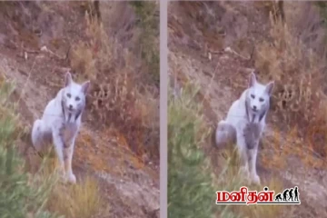 ஸ்பெயினில் கண்டுபிடிக்கபட்ட வெள்ளை பூனை புலி - வைரல் காணொளி