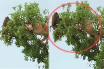 குரங்கை வேட்டையாட சிங்கம் செய்த காரியம்!