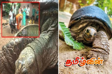 153 ஆண்டுகள் பழமையான இராட்சத ஆமைக்கு புத்தாண்டு எண்ணெய் தடவும் சடங்கு..!