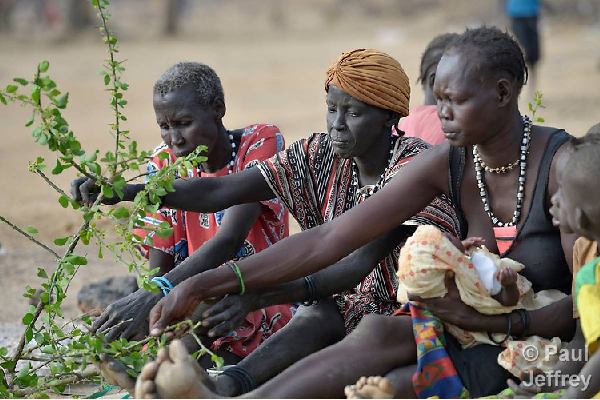 போரினால் ஏற்பட்டுள்ள பஞ்சம் - இலைதழைகளை உண்டு வாழும் மக்கள் | Sudan People Eat Leaves Grass In Hungry Due To War