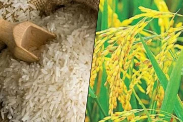 நெல்லுக்கான உத்தரவாத விலை வீழ்ச்சி
