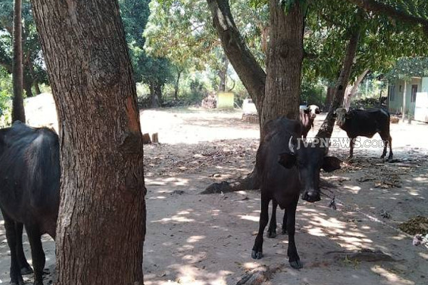 கிளிநொச்சியில் மாடுகளை வாகனத்தில் ஏற்றிச் சென்றவர்களுக்கு நேர்ந்த கதி! | People Carrying Cows Vehicle Arrested Kilinochchi
