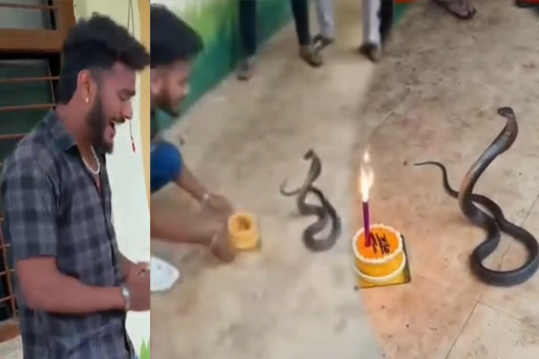 Viral Video: படமெடுத்து நின்ற பாம்பிற்கு கேக் வெட்டி பிறந்தநாள் கொண்டாட்டம்... பின்பு நடந்த டுவிஸ்ட் | Snake Birthday Celebration Youth Arrest