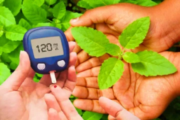 இனிப்பு துளசி - இனி நீரிழிவு நோயாளர்களும் சக்கரை சாப்பிடலாம்