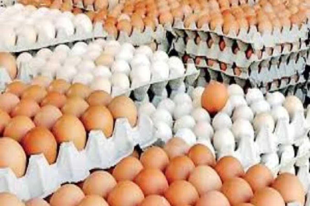 முட்டை விலை உயர்வுக்கான காரணம் வெளியானது | Egg Production Decreased Due To High Temperatures