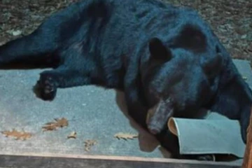 சொல்பேச்சை கேட்டு நடக்கும் கரடி - பார்வையாளர்கள் அதிர்ச்சி: வைரலாகும் வீடியோ