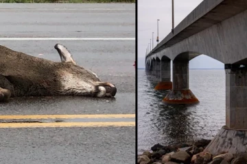 கனடாவில் 100 மீற்றருக்கும் அதிக தூரத்தை நீந்திக் கடந்து வந்த மான்: சாலையில் நிகழ்ந்த பரிதாபம்