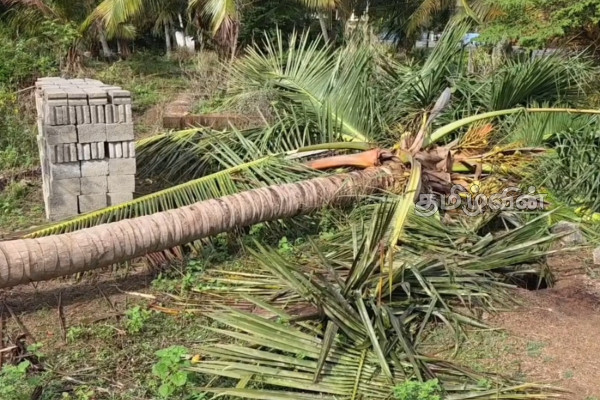 கிளிவெட்டி கிராமத்திற்குள் உட்புகுந்த காட்டு யானையின் அட்டகாசம் | Roar Of The Wild Elephant Of Mudur கிளிவெட்டி கிராமத்திற்குள் உட்புகுந்த காட்டு யானையின் அட்டகாசம் | Roar Of The Wild Elephant Of Mudur