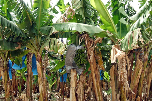 வாழை  செய்கையை ஊக்குவிக்கும் அமைச்சர் | Banana Production Activity