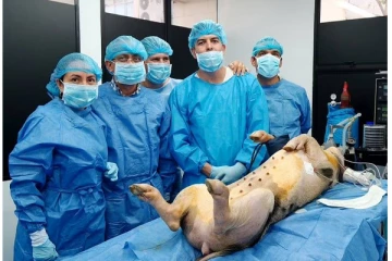 இறந்த பன்றிக்கு உயிர்கொடுத்த விஞ்ஞானிகள் - அறிவியல் புரட்சியில் சாதனை!