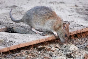 கனடாவில் எலித் தொல்லை அதிகமான நகரம் எது தெரியுமா