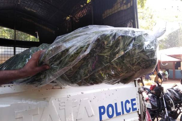 சட்டவிரோதமான செயலில் ஈடுபட்ட நபர்: பொலிஸார் அதிரடி நடவடிக்கை | Puttalam Man Grew Cannabis Garden Arrested Police