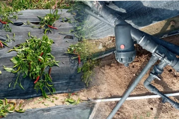 கிளிநொச்சியில் மிளகாய் தோட்டத்தை அழித்த சட்டவிரோத கும்பல்