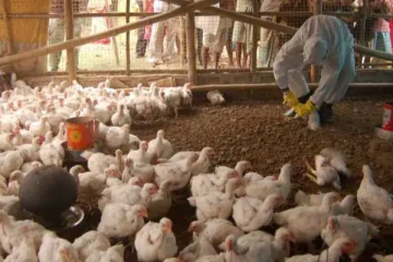 சீனாவை தொடர்ந்து அமெரிக்காவிலும் பறவை காய்ச்சல் பரவல்..!