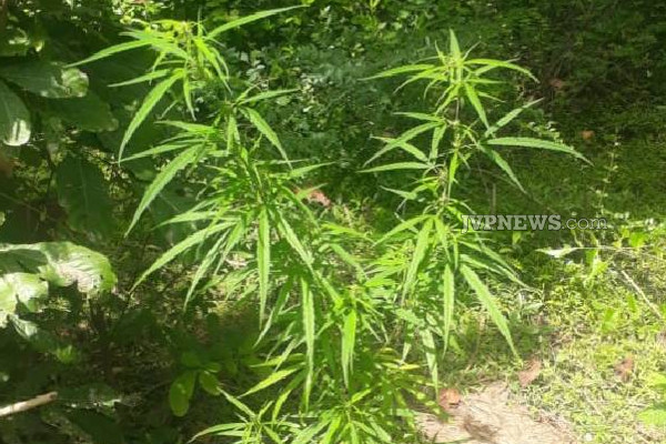புத்தளத்தில் கஞ்சாச் செடிகளை வளர்த்தவருக்கு நேர்ந்த கதி! | Man Grew Ganja Plants In Puttalam Was Arrested