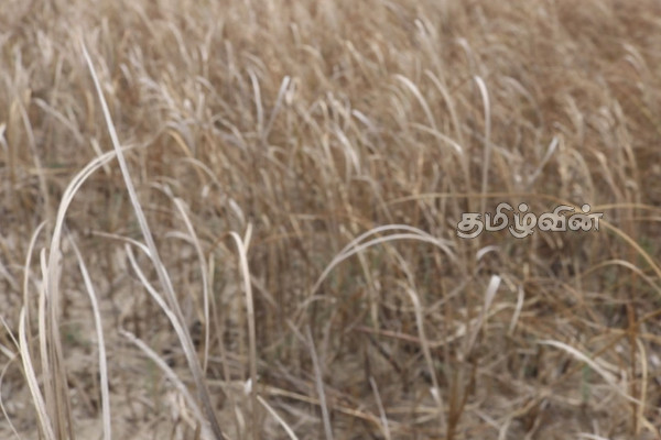 கிளிநொச்சியில் பெரும்போக பயிர்செய்கையின் அழிவு குறித்து வெளியான தகவல் | Destruction Of Cultivation