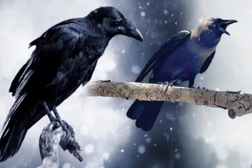 வீட்டில் அடிக்கடி இந்த திசையில் காகம் கரைகிறதா? அப்போ இந்த விடயங்கள் நடக்கும்