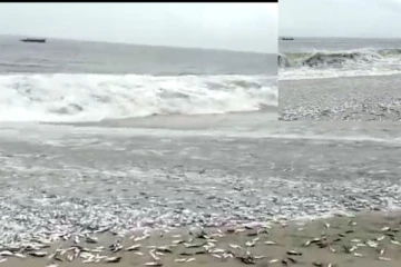 திடீரென கரை ஒதுங்கிய லட்சக்கணக்கான மீன்கள்- அள்ளிக் கொண்டு போன மக்கள்