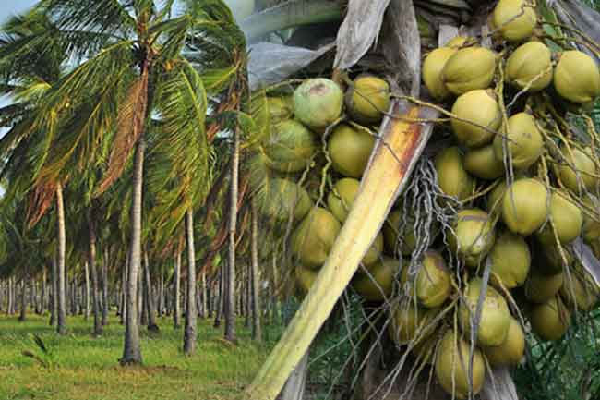 வடக்கில் தென்னை விவசாயிகளுக்கு மகிழ்ச்சி தகவல் :கிடைக்கப்போகும் பணம் | Subsidy To Coconut Growers Northern வடக்கில் தென்னை விவசாயிகளுக்கு மகிழ்ச்சி தகவல் :கிடைக்கப்போகும் பணம் | Subsidy To Coconut Growers Northern