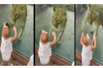 குழந்தையிடம் விளையாடிய சிங்கம்... - வைரலாகும் க்யூட் வீடியோ...!