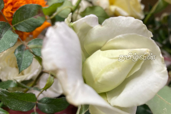 காதலர் தினத்தில் வரலாறு காணாத விலை உயர்வை எட்டியுள்ள பூக்களின் விலை | Valentines Day Rose Sales Down Due To High Prices