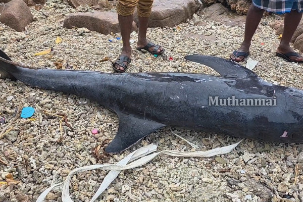 திருகோணமலையில் இறந்த நிலையில் கரையொதுங்கிய டொல்பின்! | Dolphin Washed Ashore In Trincomalee