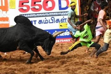 அனல் பறக்கும் அலங்காநல்லூர் ஜல்லிக்கட்டு... நேரலை காட்சி இதோ