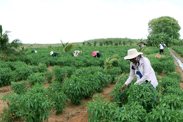 நாடுதழுவிய ரீதியில் மேற்கொள்ளப்படவுள்ள புரட்சி: சஜித் அறிவிப்பு | Sajith Statement About The Agricultural Revolution நாடுதழுவிய ரீதியில் மேற்கொள்ளப்படவுள்ள புரட்சி: சஜித் அறிவிப்பு | Sajith Statement About The Agricultural Revolution