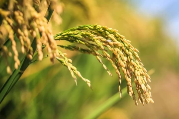 இறக்குமதியை நிறுத்த ஜனாதிபதி ரணில் பணிப்புரை