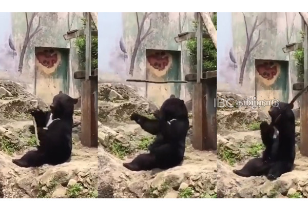 Bear-Viral-Video