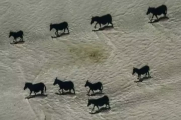 மொத்தம் எத்தனை வரிக்குதிரைகள் இருக்கிறது? கண்டுபிடியுங்கள் பார்க்கலாம்