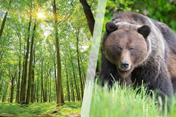 விறகு வெட்ட சென்றவரை தாக்கிய கரடி: திருகோணமலையில் சம்பவம்