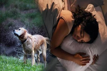 நாய் துரத்துவது போல் கனவு வருகிறதா? இந்த ஆபத்து நிச்சயம்