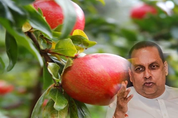 இலங்கையில் அறிமுகப்படுத்தப்படவுள்ள புதிய இரண்டு வகை மாதுளைகள்!