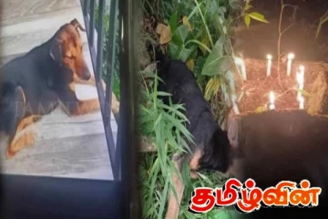 கொழும்பில் பெண்ணின் கொடூர செயல் - நாயை கொலை செய்தமையால் நேர்ந்த கதி