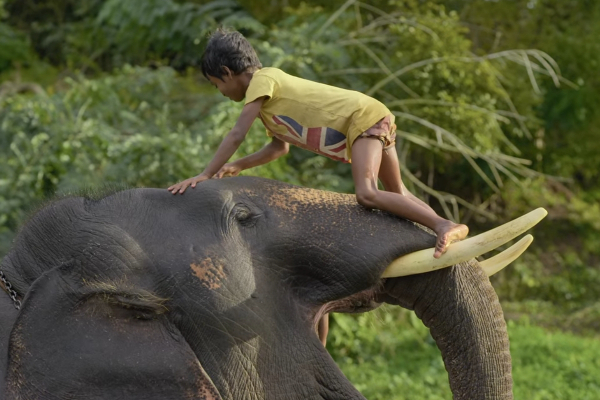 ஒஸ்கார் விருதினை வென்ற தமிழ் ஆவணப்படம்! | Oscar Winning Tamil Elephant Whisperers