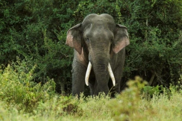 வவுனியாவில் யானை தாக்கியதில் ஒருவர் மரணம்