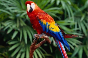 கிளியால் சிறை சென்ற உரிமையாளர்!