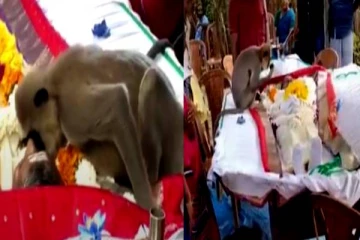 சடலமாக கிடந்த நபர்! கண்ணீருடன் முத்தமிட்டு குரங்கு செய்த காரியம்