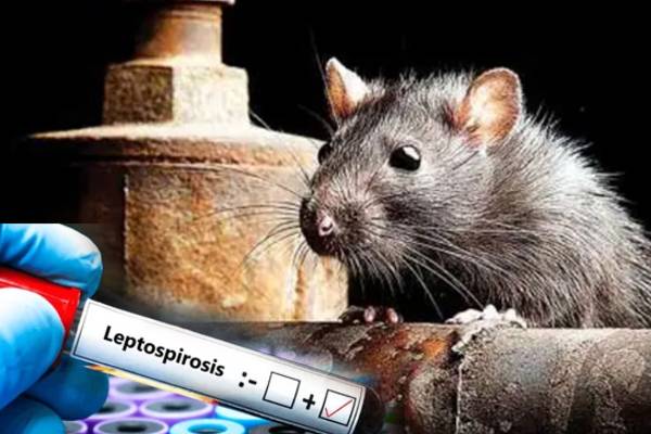 தண்ணீரை பருகும்போது அவதானம்: இலங்கை மக்களுக்கு அவசர எச்சரிக்கை | The Risk Of Rat Fever Spreading Is Increasing